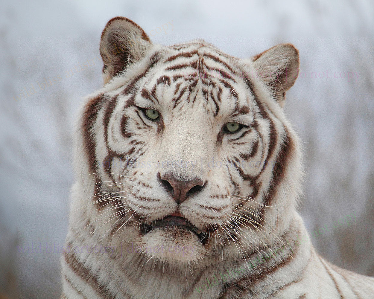 white tiger gazing and blurred background