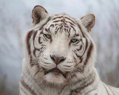 white tiger gazing and blurred background